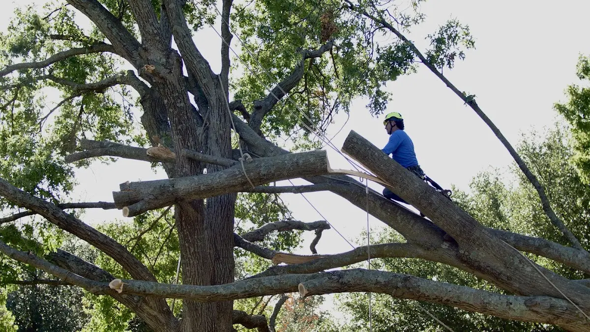 Professional Crown Thinning performed by certified arborists in Whittemore