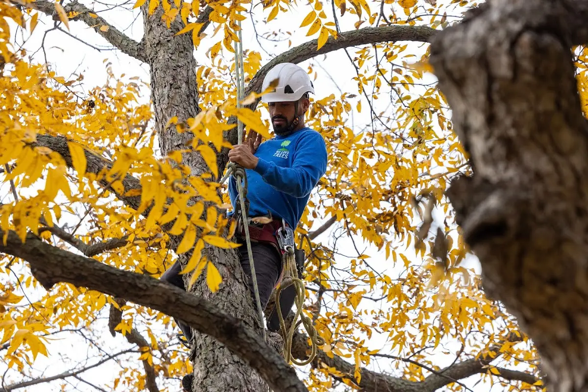 Skilled Tree Planing crew working in Whittemore
